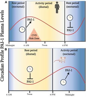 The Role of Clock Genes in Fibrinolysis Regulation: Circadian Disturbance and Its Effect on Fibrinolytic Activity